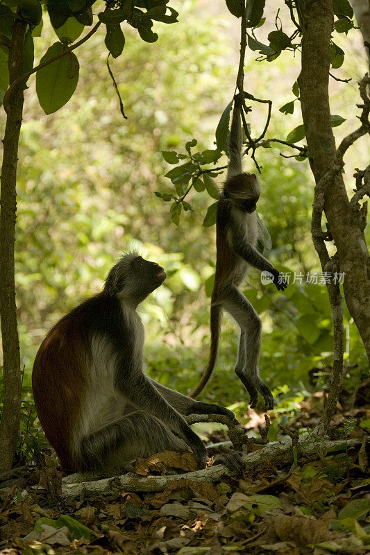 在坦桑尼亚桑给巴尔的Jozani森林保护区，Kirk的红疣猴(Procolobus kirkii)正在撒尿